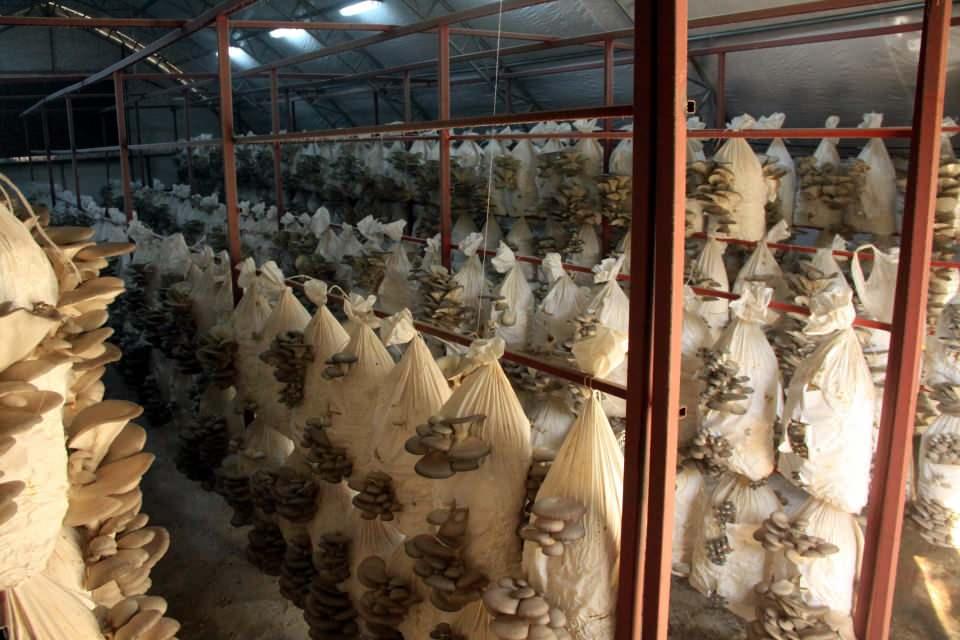 <p>Mantar yetiştirdiği seralar hakkında da bilgi veren Yılmaz, "Tesisimiz 120 metrekarelik büyüklükte. 10 ton kompost sığabilecek kapasitede. Mantarın 25 günlük bir kuluçka devresi var. Kompostlarımızı asıyoruz. </p>

<p> </p>
