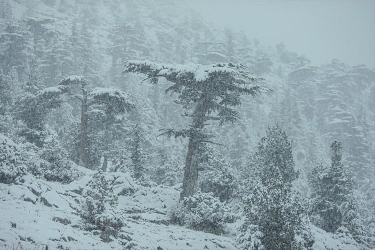 <p>Antalya-Konya kara yolunun Alacabel mevkisinde kar etkili oldu. Akseki il&ccedil;esine bağlı 1825 rakımlı Alacabel mevkisinde gece başlayan kar, bug&uuml;n de etkisini s&uuml;rd&uuml;rd&uuml;.&nbsp;</p>

<p>&nbsp;</p>
