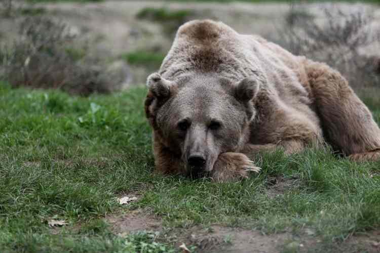 <p>66 yetişkin 5 yavru olmak üzere 71 ayıya ev sahipliği yapan Türkiye’nin tek ayı barınağındaki ayılar enerji topluyor.</p>

<p> </p>
