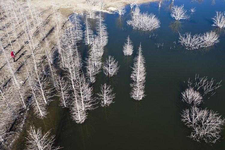<p>Ankara'nın Kızılcahamam ilçesine bağlı Özçayı Barajı'nda ilkbahar aylarında suların altında kalan ağaçlar, sonbaharda gölet suyunun çekilmesiyle ortaya çıktı. </p>

<p> </p>
