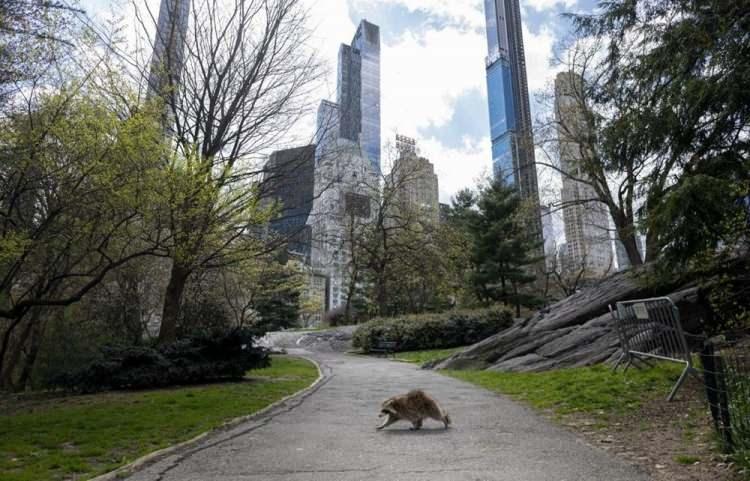 <p>ABD'de karantina d&ouml;neminde Central Park'ta gezinen bir rakun</p>
