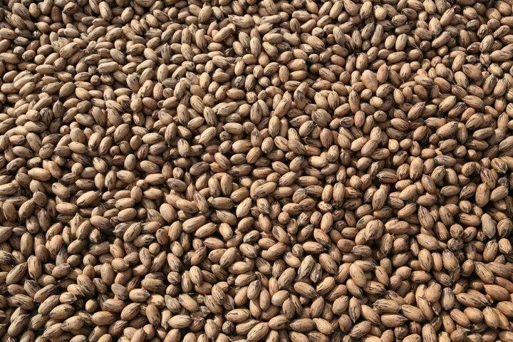 <p>Antalya'da BATEM'in kent merkezindeki merkez bah&ccedil;esi ve Kadriye'deki yaklaşık 600 d&ouml;n&uuml;ml&uuml;k alanın 50 d&ouml;n&uuml;m&uuml;nde fidanlar dikildi.</p>

<p>Son yıllarda bilinirliği artan pikan cevizi, birka&ccedil; yıl &ouml;ncesinde kilogramı 150 TL'ye kadar alıcı buluyordu.</p>
