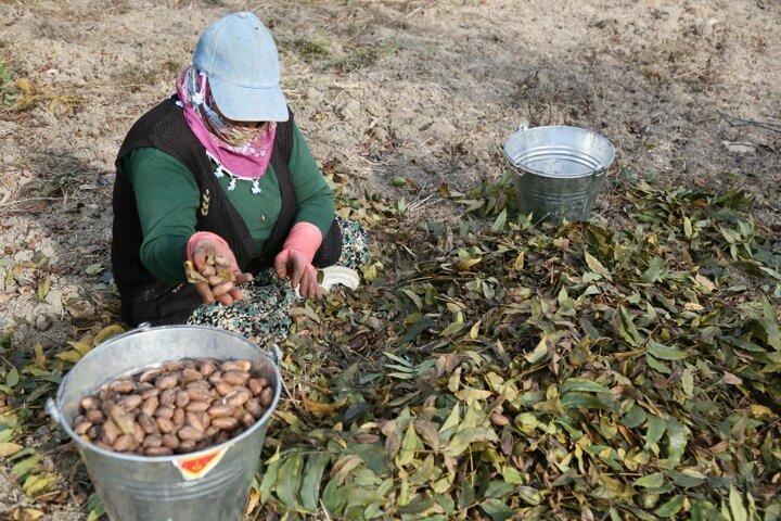 <p>Bu yılki satış fiyatları ise 40 TL. Adaptasyon &ccedil;alışmalarında 25 t&uuml;rden 'mahan', 'wichita', 'choctaw' ve 'western' t&uuml;rlerinde &uuml;st&uuml;n verim ve kaliteye ulaşıldı ve &ouml;zel sekt&ouml;r&uuml;n de pikan &uuml;retimine ilgisi arttı. BATEM aracılığıyla &uuml;retilen fidanlar, Akdeniz iklimine uygun illerde &ouml;zel sekt&ouml;r tarafından kurulan bah&ccedil;elerde meyve vermeye başladı. 500, 300, 150 d&ouml;n&uuml;m gibi b&uuml;y&uuml;k bah&ccedil;elerin yanı sıra, hobi tarzı ekimlerin de arttığı pikan &uuml;retiminde bu yıl toplamda 2 bin tonun &uuml;zerinde hasat bekleniyor.</p>
