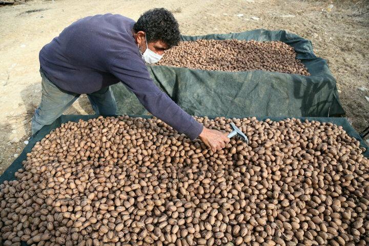 <p>Bu yılki satış fiyatları ise 40 TL. Adaptasyon &ccedil;alışmalarında 25 t&uuml;rden 'mahan', 'wichita', 'choctaw' ve 'western' t&uuml;rlerinde &uuml;st&uuml;n verim ve kaliteye ulaşıldı ve &ouml;zel sekt&ouml;r&uuml;n de pikan &uuml;retimine ilgisi arttı. BATEM aracılığıyla &uuml;retilen fidanlar, Akdeniz iklimine uygun illerde &ouml;zel sekt&ouml;r tarafından kurulan bah&ccedil;elerde meyve vermeye başladı. 500, 300, 150 d&ouml;n&uuml;m gibi b&uuml;y&uuml;k bah&ccedil;elerin yanı sıra, hobi tarzı ekimlerin de arttığı pikan &uuml;retiminde bu yıl toplamda 2 bin tonun &uuml;zerinde hasat bekleniyor.</p>
