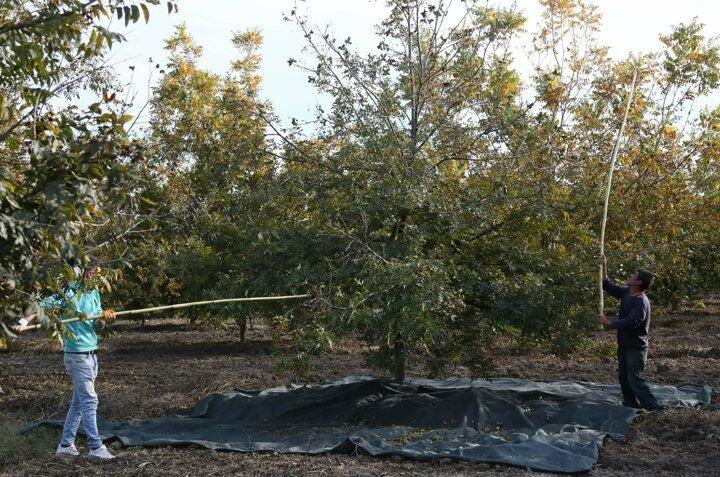 <p>T&uuml;rkiye'de sadece Ege ve Akdeniz b&ouml;lgelerinin sahile bakan yama&ccedil;larında ve G&uuml;neydoğu Anadolu'nun bazı b&ouml;lgelerinde yetişebilen pikan &uuml;reticileri arasında bir Rus yatırımcı da bulunuyor. Antalya'nın Serik il&ccedil;esi &Ccedil;andır b&ouml;lgesinde Balkar T&uuml;rk&uuml; asıllı Rus iş insanı Aslan Gaboev'in tarım firmasınca, 2013 yılında 3 binin &uuml;zerinde pikan fidanından oluşan, i&ccedil;inde turun&ccedil;gillerin de neredeyse t&uuml;m t&uuml;rlerinin bulunduğu 300 d&ouml;n&uuml;ml&uuml;k bah&ccedil;e kuruldu.</p>
