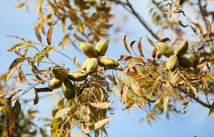 <p>Bu yıl 'yok yılı' ve mayıs ayındaki &ccedil;&ouml;l sıcaklarının etkisi olmasına rağmen olduk&ccedil;a iyi bir sonu&ccedil; beklediklerini anlatan Osmanağaoğlu, &ouml;zellikle mahan t&uuml;r&uuml;nde y&uuml;ksek verim nedeniyle bazı ağa&ccedil;ların dallarında kırılma yaşandığını aktardı. Bir hafta &ouml;nce başlayan hasadın aralık sonuna kadar s&uuml;receğini belirten Osmanağaoğlu, bu yıl, ge&ccedil;en yılki 8 ton rekoltesine yakın miktar beklediklerini a&ccedil;ıkladı. T&uuml;rkiye'de yeni bir &uuml;r&uuml;n olmasına rağmen &uuml;retimde ABD, G&uuml;ney Afrika, İsrail gibi &uuml;lkelerin ardından istatistiklerde artık T&uuml;rkiye'nin de bulunduğunu s&ouml;yleyen Osmanağaoğlu, Kuzey Afrika &uuml;lkelerinin de T&uuml;rkiye'den fidan temin etmeye başladığını dile getirdi. Osmanağaoğlu, T&uuml;rkiye'de pek bilinmediği i&ccedil;in avokado, kivi, kaju gibi &uuml;r&uuml;nlerde olduğu gibi bir s&uuml;recin, pikan i&ccedil;in de yaşandığını dile getirdi.</p>
