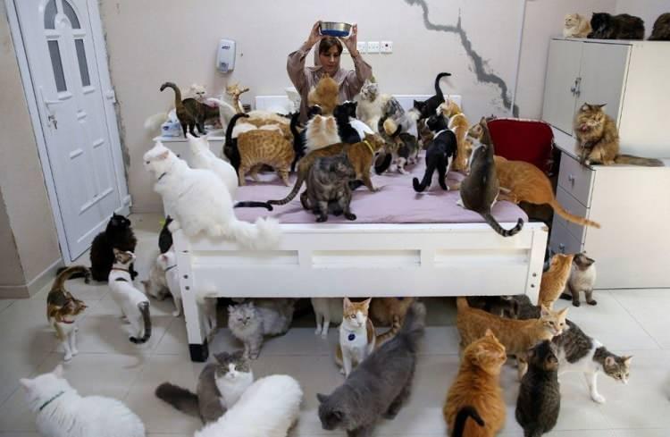 <p>Umman’ın başkenti Maskat’ta yaşayan Maryam al-Balushi adlı kadın, evinde 480 kedi ve 12 köpek ile birlikte yaşıyor. Al-Balushi, hayvanları insanlardan daha vefalı bulduğu için onlarla ilgilendiğini söyledi.</p>

<p> </p>
