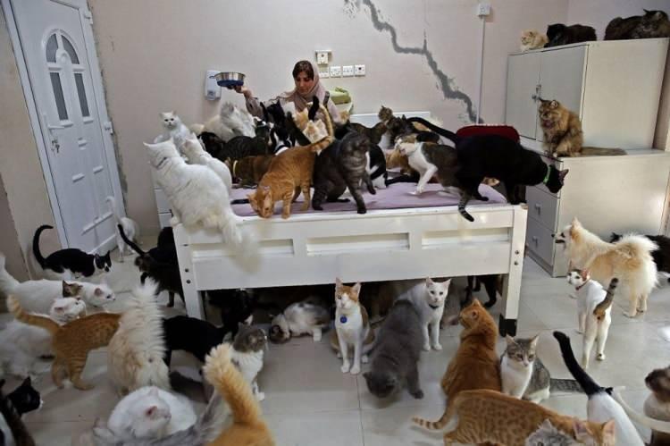 <p>Bununla birlikte bir çocuk annesi olan 51 yaşındaki emekli memur, 2008 yılında bir İran kedisini sahiplenene kadar hep hayvanlardan çekindiğini, ancak sonra onlardan vazgeçemediğini aktardı.</p>

<p> </p>
