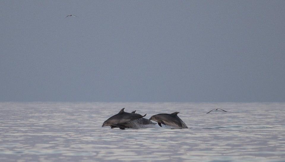 <p>O anları fotoğraflayan doğa fotoğraf&ccedil;ısı Alper T&uuml;ydeş, &ldquo;Sanki onları izlediğimizi biliyorlar ve o y&uuml;zden bunu yapıyorlardı&rdquo; dedi.<br />
&nbsp;</p>
