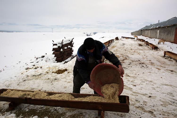 <p>Türkiye'nin en çok kar yağışı alan yerleşim yerleri arasında bulunan Ovacık’ta soğuk ve yağışlı hava hayatı olumsuz etkilemeye devam ederken, ilçeye bağlı kırsal mahallelerde is besiciler kış mesaisine başladı. </p>

