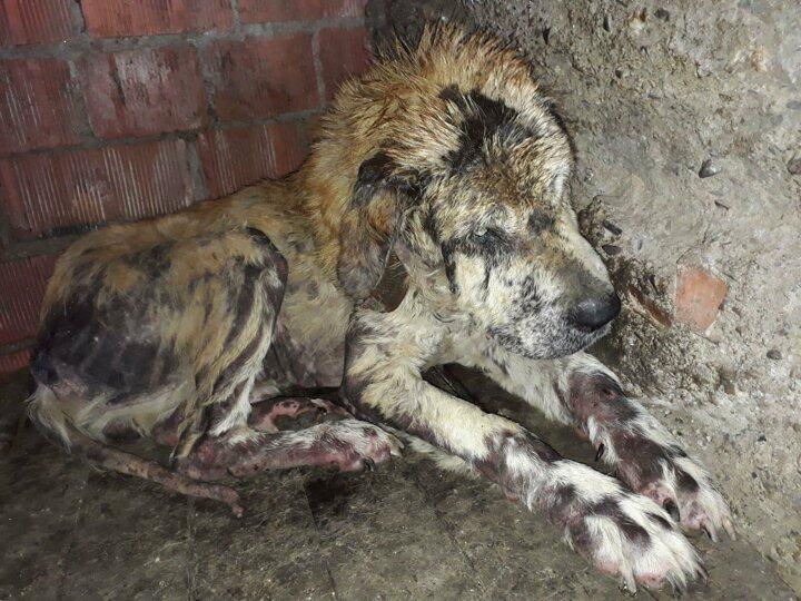 <p>Banka memuru Funda Küçük, bundan 6 ay önce İncirliova ilçesinde yaralı ve sol gözü görmeyen bir köpek buldu.</p>
