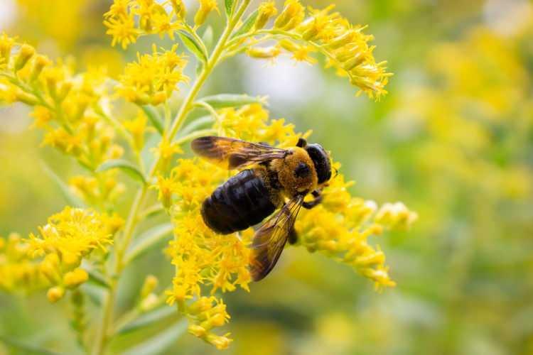<p>Mucize bir besin olarak bilinen arı sütü işçi arıların üretimiyle oluşur. Kraliçe arının hayatının kaynağı olan arı sütünün insanlara olan faydası da saymakla bitmez. İçeriğinde kalsiyum, potasyum, demir, bakır ve B vitaminine ek olarak vücudun üretemediği 8 temel amino asitte bulunur. Arı sütünün en önemli faydalarından biri bağışıklık sistemini güçlendirmesidir.</p>
