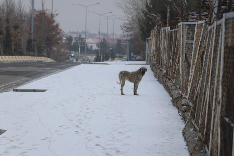 <p>Ağrı </p>
