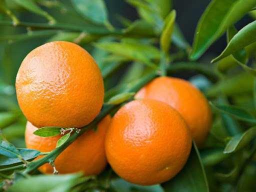 <p><strong>-Mandalina:</strong> Mandalina karbonhidratlar açısından zengin bir meyvedir. Bunun yanında bol miktarda lif ve protein içerir. E ve C vitamini açısından zengin olan mandalina aynı zamanda tiamin, piridoksin, sodyum, potasyum, kalsiyum, bakır gibi birçok mineral ve bileşen içermektedir.</p>

<p> </p>
