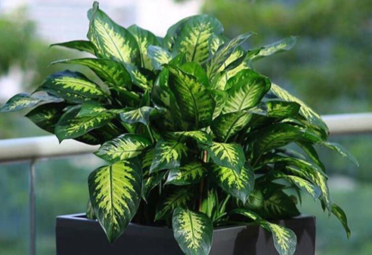 <p><strong>-Difenbahya:</strong> Difenbahya bitkisi, g&uuml;zel renkli ve &ccedil;ekici yapraklara sahip olmasına rağmen zehirlenmeye yol a&ccedil;an başlıca bitkiler arasında yer alır. Difenbahya bitkisi ağızda kabarcıklara, ishale, bulantı ve kusmaya, ağızda ve boğazda yanma hissine, şişmeye ve ağrıya neden olabilir.</p>

<p>&nbsp;</p>
