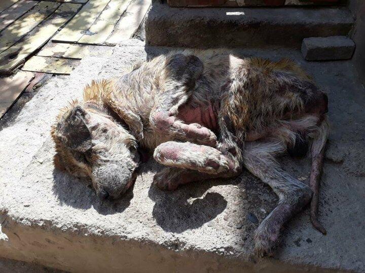 <p>Aydın'da bir deri bir kemik kalan, bir g&ouml;z&uuml; g&ouml;rmeyen ve t&uuml;m v&uuml;cudunda yaralar oluşan sokak k&ouml;peğini sahiplenen Funda K&uuml;&ccedil;&uuml;k, &ccedil;ocuğu gibi baktığı hayvana yeni bir yaşam sağladı. İyice zayıflayıp 14 kiloya kadar d&uuml;şen perişan haldeki k&ouml;peği sahiplenerek ona yaşam eli uzatan K&uuml;&ccedil;&uuml;k, "Onu bulduğumda bir deri bir kemik kalmıştı. 6 ay ilgilendikten sonra yaşama tutundu" dedi.</p>

<p>&nbsp;</p>
