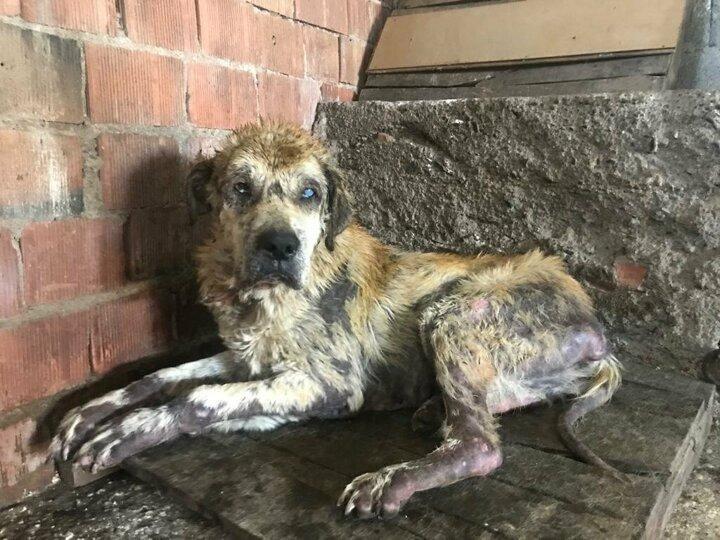 <p>Anadolu &Uuml;niversitesi Veteriner Sağlık ve Laborant b&ouml;l&uuml;m&uuml; mezunu K&uuml;&ccedil;&uuml;k, t&uuml;yleri tamamen d&ouml;k&uuml;len k&ouml;peğin tedavisini kendisi &uuml;stlendi. K&ouml;pekle 6 ay yakından ilgilenen K&uuml;&ccedil;&uuml;k, ilk aldığında 14 kilo olan k&ouml;peği 65 kiloya kadar &ccedil;ıkardı.</p>
