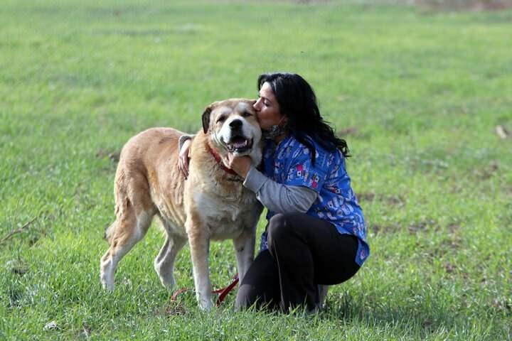<p>Bulduğunda yerden kalkamayan "Koca Oğlan" adını verdiği k&ouml;pek, artık kendisini hayata bağlayan K&uuml;&ccedil;&uuml;k'le sokakta gezmenin keyfini yaşıyor.</p>
