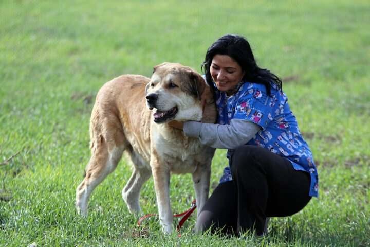 <p>Funda K&uuml;&ccedil;&uuml;k, hayvanı g&ouml;rd&uuml;ğ&uuml;nde &ouml;lmek &uuml;zere olduğunu, onu o halde orada bırakmaya vicdanının el vermediğini s&ouml;yledi. K&ouml;peğin yaşama tutunması i&ccedil;in &ccedil;ok m&uuml;cadele ettiğine dikkati &ccedil;eken K&uuml;&ccedil;&uuml;k, ş&ouml;yle konuştu:</p>
