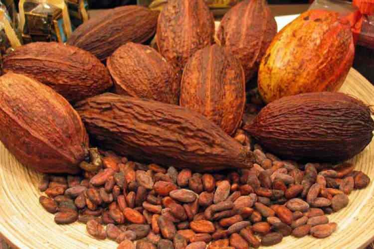 <p>-Bir araştırmaya göre kakao yüksek yağ diyeti kaynaklı obeziteyi önleyebilir. Kakao tüketimi lipid metabolizmasının modülesinde ve yağ asitlerinin sentezinin ve taşınmasının azalmasında fayda sağlar. <br />
 </p>
