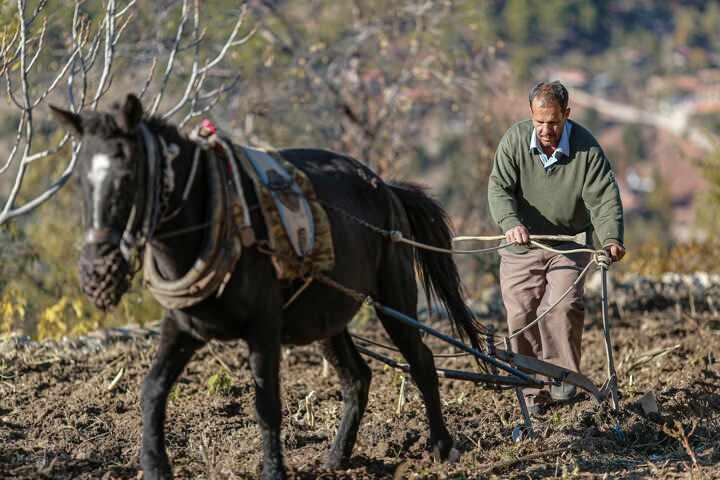 <p>Orman kesim iş&ccedil;ileri, tonlarca ağırlığındaki tomrukları trakt&ouml;rlere y&uuml;kl&uuml;yor. Trakt&ouml;rlerin giremediği alanlardaki odun ve tomruklar ise katırlara y&uuml;klenip taşınıyor. Ster yapılan daha sonra &ouml;l&ccedil;&uuml;mleri yapılarak kamyonlara y&uuml;klenen tomruklar ve odunlar zahmetli bir yolculuğun ardından orman işletme m&uuml;d&uuml;rl&uuml;ğ&uuml;n&uuml;n depolama alanına g&ouml;t&uuml;r&uuml;yor. Aileler kestikleri ağa&ccedil;ların miktarına g&ouml;re g&uuml;nde 500 ila 750 lira arasında kazan&ccedil; sağlıyor.</p>
