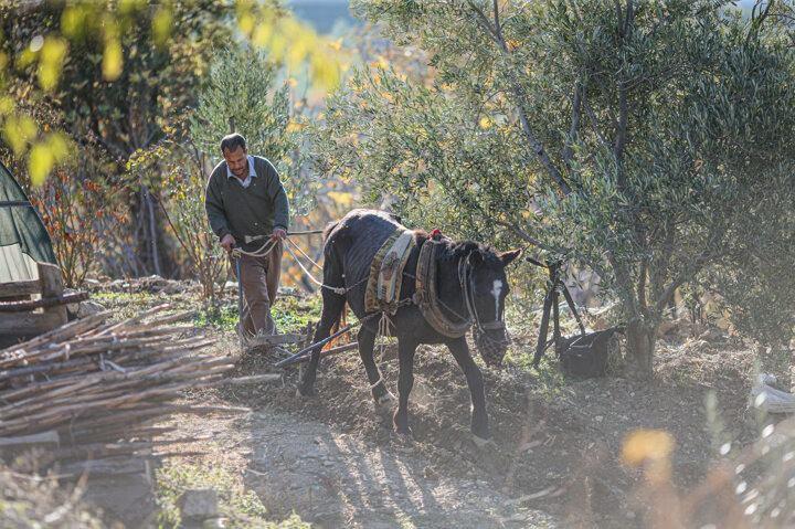 <p>Orman kesim işinin ata mesleği olduğunu s&ouml;yleyen Deniz, "Ben bu meslekte d&ouml;rd&uuml;nc&uuml; kuşağım. Bu meslek dedeme ve dedemin babasına kadar uzanan bir iştir. Bu iş atalarımızdan kalmadır. Babam bu mesleği yapıyordu. Babamın yanında orman kreşim işi yaparak k&uuml;&ccedil;&uuml;k yaşlarda &ccedil;alışıyordum. Ben mesleğin en ince ayrıntılarına kadar babamdan &ouml;ğrendim. Dedem de bu işi yapıyordu. Babamın dedesi de orman kesim işi yapıyormuş. Atalarımızdan kalan geleneği s&uuml;rd&uuml;r&uuml;yoruz."</p>
