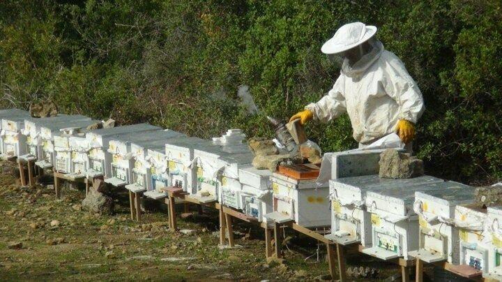 <p>Antalya Orman B&ouml;lge M&uuml;d&uuml;rl&uuml;ğ&uuml; tarafından Manavgat &Ccedil;avuşk&ouml;y mahallesinde oluşturulan Bal Ormanı, T&uuml;rkiye'nin değişik y&ouml;relerinden arıcıların akınına uğruyor. 52 hektarda 2 bin koloni kapasitesine sahip &Ccedil;avuşk&ouml;y Bal Ormanı, bitki ve &ccedil;i&ccedil;eklerin yanı sıra teras, tuvalet ve havuzlarıyla arıcılar i&ccedil;in g&ouml;zde bir mekan olarak dikkat &ccedil;ekiyor.</p>

<p>&nbsp;</p>
