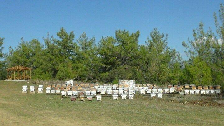 <p>Arıcılığın, &uuml;lke insanı i&ccedil;in &ouml;nemli bir gelir ve besin kaynağını teşkil ettiğini, &uuml;lkemizde bal &uuml;retiminin yapıldığı alanların tamamına yakını ormanlık alanların oluşturduğunu belirten Y&uuml;ksel, arıcılığın geliştirilmesi i&ccedil;in Orman Genel M&uuml;d&uuml;rl&uuml;ğ&uuml;nce yapılan &ccedil;alışmalar neticesinde arı &uuml;r&uuml;nlerinde &ouml;nemli bir artış sağlandığına dikkat &ccedil;ekti.</p>
