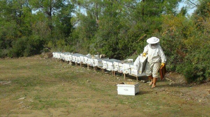 <p>Antalya'da yaklaşık olarak 270 bin koloni bulunduğunu, her yıl &uuml;lkenin &ccedil;eşitli b&ouml;lgelerinden 1- 1,5 milyon arasında koloni girişi yapıldığını belirten Y&uuml;ksel &ldquo;Manavgat il&ccedil;emizde; 52 hektar alana ve 2000 koloni kapasitesine sahip &Ccedil;avuşk&ouml;y Bal Ormanı, 23 hektar alana ve 900 koloni kapasitesine sahip Yaylaalan &Ccedil;akmaklı Bal Ormanı, 25 hektar alana ve1000 koloni kapasitesine sahip Hocalar Bal Ormanı olmak &uuml;zere, toplam 3 adet bal ormanımız bulunmaktadır.&nbsp;</p>
