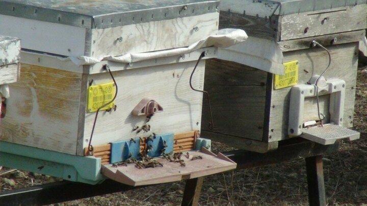 <p>Arıcı bir ailenin &ccedil;ocuğu olarak d&uuml;nyaya geldiğini ve &ouml;mr&uuml;n&uuml;n arı ile uğraşmakla ge&ccedil;tiğini belirten Bayazit &ldquo;Arıcılık olmadan bir hayat d&uuml;ş&uuml;nemiyorum. Emekli olduktan sonra 12 yıldır aralıksız organik tarım arıcılığı yapıyorum. 2017'de İstanbul'da 108 &uuml;lkeden katılımcının olduğu yarışmada benim karakovan balım hem D&uuml;nya 1'incisi hem de d&uuml;nya 2.si oldu" dedi.</p>
