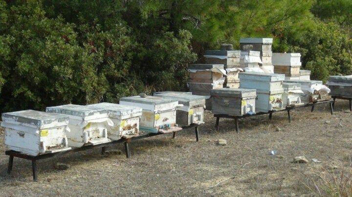 <p>Yakın zamana kadar 700 dolayında kovanı olduğunu, iş&ccedil;i &ccedil;alıştıramadığı i&ccedil;in her ge&ccedil;en g&uuml;n azaldığını, şu an 400 kovan arısı olduğunu belirten Bayazit &ldquo;Tek başıma yetişemediğim i&ccedil;in azaltıyorum giderek. İş&ccedil;i bulamıyorum &ccedil;alıştıracak. Bu yıl biraz verimsiz ge&ccedil;ti. Kurak ge&ccedil;ti. İla&ccedil;lama yapmadığım i&ccedil;in 100 kovan telef oldu" dedi.</p>
