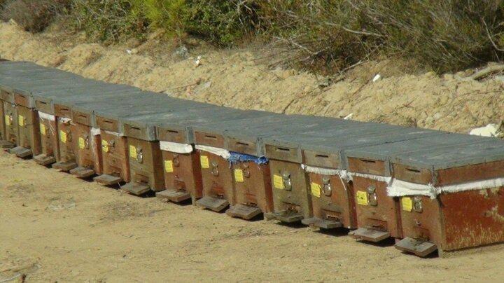 <p>Gezgin arıcılık yaptığını, bal ormanlarını tercih ettiğini belirten Bayazit &ldquo;Benim Manavgat'ı se&ccedil;me sebebim &Ccedil;avuşk&ouml;y bal ormanının p&uuml;ren başta olmak &uuml;zere arılarım i&ccedil;in &ouml;nem taşıyan bir &ccedil;ok bitkiye, &ccedil;i&ccedil;eğe ev sahipliği yapması, yakınında ila&ccedil; kullanılan tarım arazilerinin bulunmaması ve bal ormanı i&ccedil;erisinde Orman M&uuml;d&uuml;rl&uuml;ğ&uuml; tarafından sağlanan ihtiya&ccedil;larımızı giderebileceğimiz tesislerin bulunmasıdır" diye konuştu.</p>
