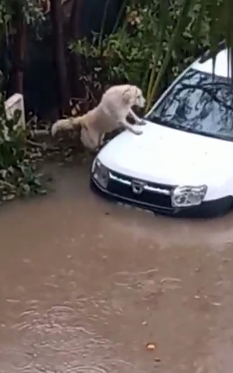 <p>Biriken su nedeniyle park halindeki otomobilin üzerine çıkmaya çalışan sokak köpeği,  çıkamayınca alandan uzaklaştı.</p>
