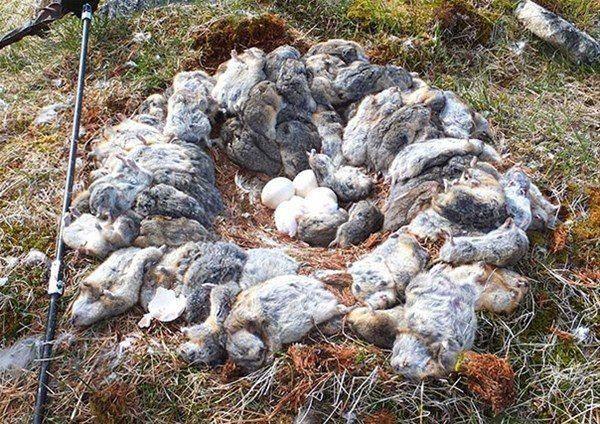 <p>Bir baykuş 70'den fazla yaban sıçanı öldürmüş ve bunlardan kendine bir yuva yapmış.</p>