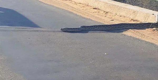 <p> Güney Afrika'da buluna Kruger Milli Parkı yolunda ilginç bir görüntü. </p>

<p> </p>
