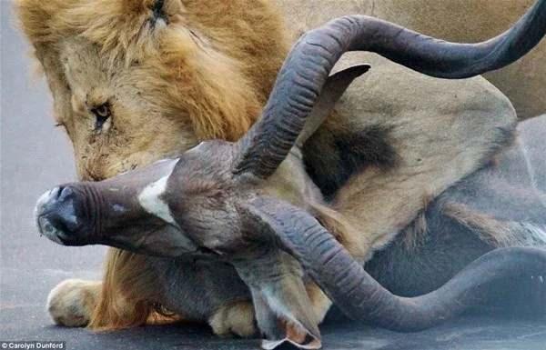 <p>"Aslan yolun kenarındaki ormanın içindeki kuduyu gördü ve saldırdı."</p>