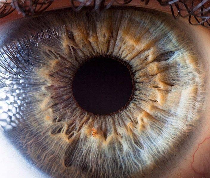 <p>İrisin yapılarını ve her ayrıntısını göstermek için çekilen fotoğrafı.</p>