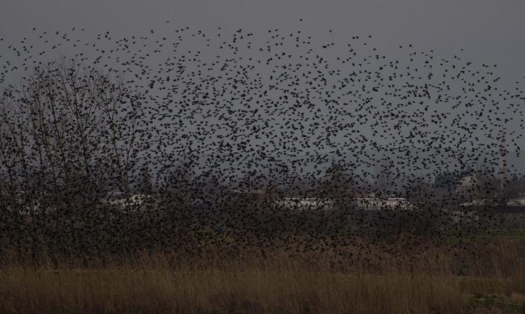 <p>Sığırcık kuşlarının zaman zaman yollara da konduklarını belirten T&uuml;ydeş, &ldquo;Bazı s&uuml;r&uuml;c&uuml;ler, kalabalık kuş s&uuml;r&uuml;s&uuml;n&uuml; anayola konmuş şekilde g&ouml;r&uuml;nce kalkacaklarını sanarak hız kesmeden aracı &uuml;zerlerine s&uuml;r&uuml;yor.&nbsp;</p>
