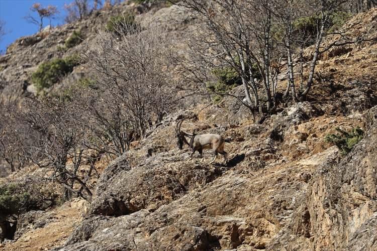 <p>Av turizmi dışında koruma altındaki türler arasında bulunan çengel boynuzlu dağ keçileri, AA muhabirinin objektifine takıldı.</p>
