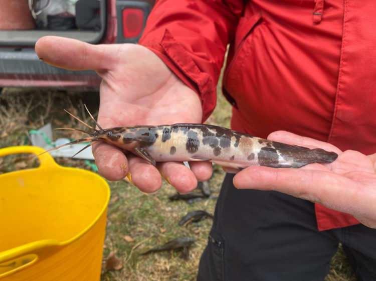 Suların kalitesini yok ediyorlar! İstilacı balıklar Eskişehir'de g&ouml;r&uuml;ld&uuml;!