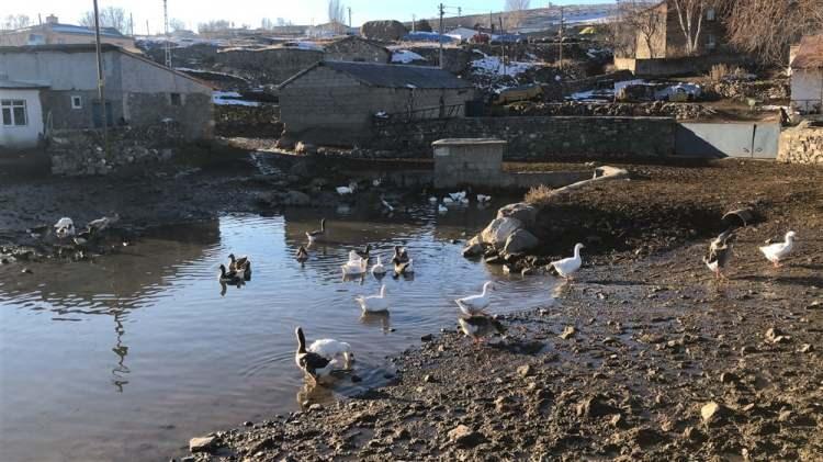 <p>Gün boyu dışarıda gezdirilen kazlar çeşme suyunda yıkanıyor. Berrak suda yüzen kazlar akşam saatlerinde kümeslerine alınıyor ve arpayla beslenmeleri sağlanıyor.</p>
