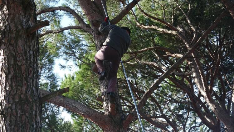 <p><strong>TIRMANMAYI ÇOCUKLUKTA ÖĞRENİYORLAR</strong></p>

<p>Ağaçlara tırmanan Mehmet Durmaz (41), "11 yaşında ağaçlara tırmanmaya başladım. Çok zor ve zahmetli bir iş ama yapmak zorundayız. Şu ana kadar bir kaza bela yaşamadım. </p>
