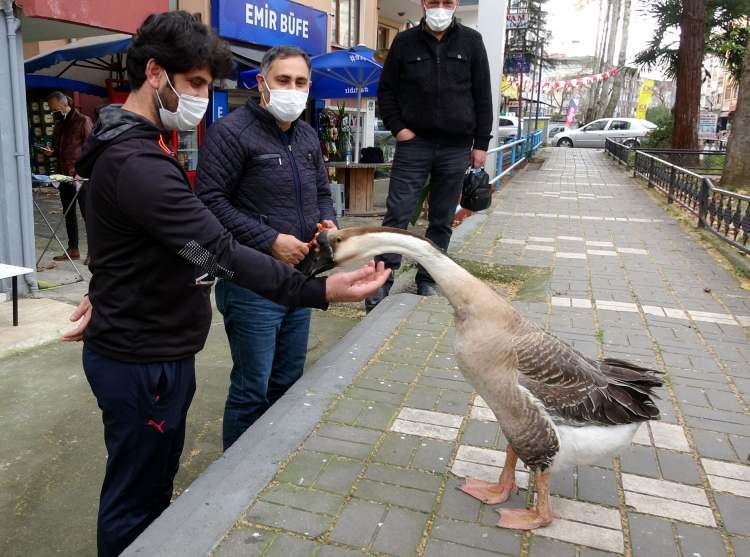 <p>Ortahisar il&ccedil;esi Fatih Mahallesi&rsquo;nde yaşayan Yiğit Terzi'ye (12), doğum g&uuml;n&uuml;nde babası kaz hediye etti. Hatice &Ouml;zkan da torununun 'Kirli' adını verdiği kazı balkonuna kurduğu k&uuml;meste beslemeye başladı. &Ouml;zkan, ailenin bir ferdi gibi g&ouml;rd&uuml;ğ&uuml; kazı, gittiği her yere g&ouml;t&uuml;r&uuml;yor. 1,5 yaşındaki kaz Trabzon sokaklarında sahibinin arkasından y&uuml;r&uuml;rken, ilgi odağı oluyor. Kazı g&ouml;renler bu anları cep telefonlarıyla g&ouml;r&uuml;nt&uuml;l&uuml;yor.</p>

<p>&nbsp;</p>
