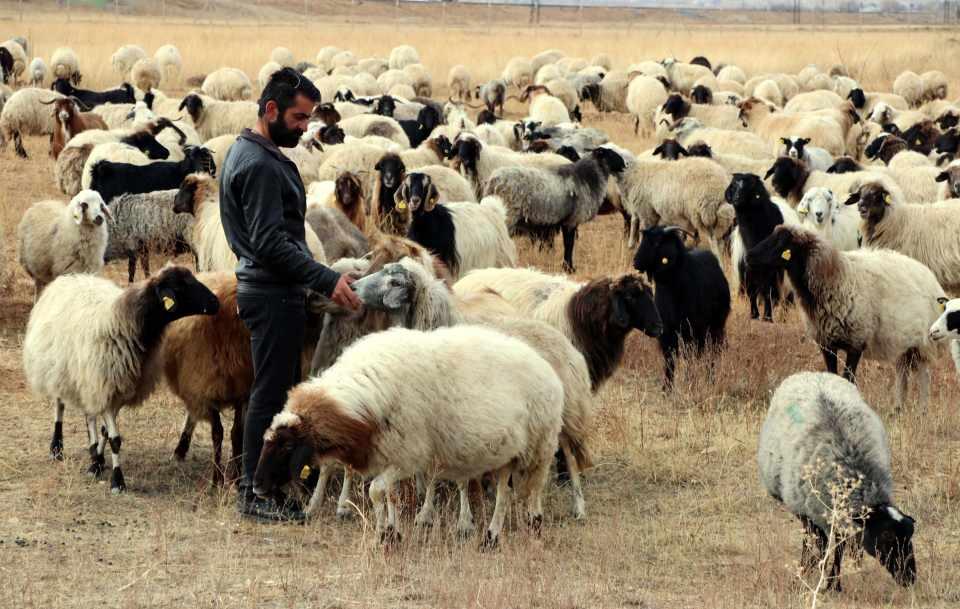 <p>&nbsp;Eti ve s&uuml;t&uuml;n&uuml;n daha kaliteli olduğu belirtilen bu koyun ırkının bir &ouml;zelliği de normal koyunlara g&ouml;re, onu daha g&uuml;&ccedil;l&uuml; yapan 13 kaburgasının bulunması. Norduz koyunu, uzun bacaklı ve y&uuml;ksek yapılı, boynu tamamen yapağı ile kaplı, &uuml;&ccedil; par&ccedil;alı kuyruğa sahip.</p>
