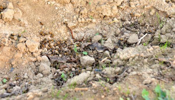 Adana'da korkutan arı &ouml;l&uuml;mleri!