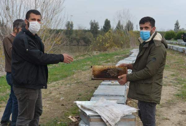 Adana'da korkutan arı ölümleri!