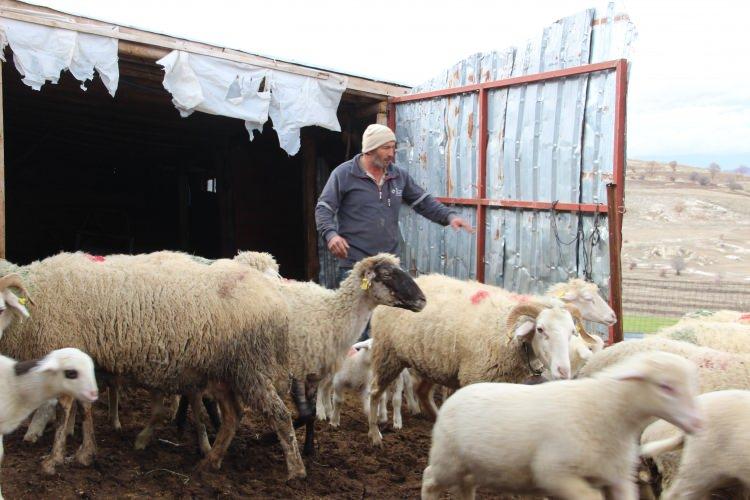 <p>Kendisini Afyonkarahisar&rsquo;ın &lsquo;Mandıra Filozofu&rsquo; ilan eden Mustafa Taşpınar isimli vatandaş, Korona vir&uuml;sten uzakta dağ başındaki evinde; koyun, kuzu, inek, tavuk ve arılarıyla vaktini ge&ccedil;irerek yaşamını tamamen doğal ortamda s&uuml;rd&uuml;r&uuml;yor.</p>
