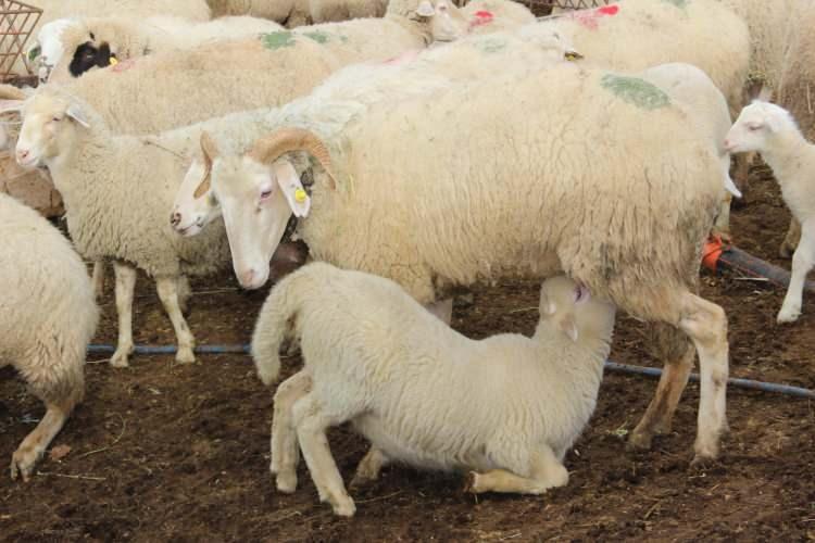 <p>Afyonkarahisar&rsquo;ın Bayat il&ccedil;esine bağlı Derbent k&ouml;y&uuml;ndeki vatandaş t&uuml;m d&uuml;nyayı etkisi altına alan Korona vir&uuml;s (Covit-19) salgını nedeniyle ailesiyle birlikte herkesten uzakta yaşamaya başladı. Tam bir &lsquo;Mandıra Filozofu&rsquo; aratmayan yaşam tarzıyla doğal yaşayan ve doğal beslenen 43 yaşındaki Mustafa Taşpınar, vir&uuml;sten uzakta bir yaşam s&uuml;r&uuml;yor.</p>
