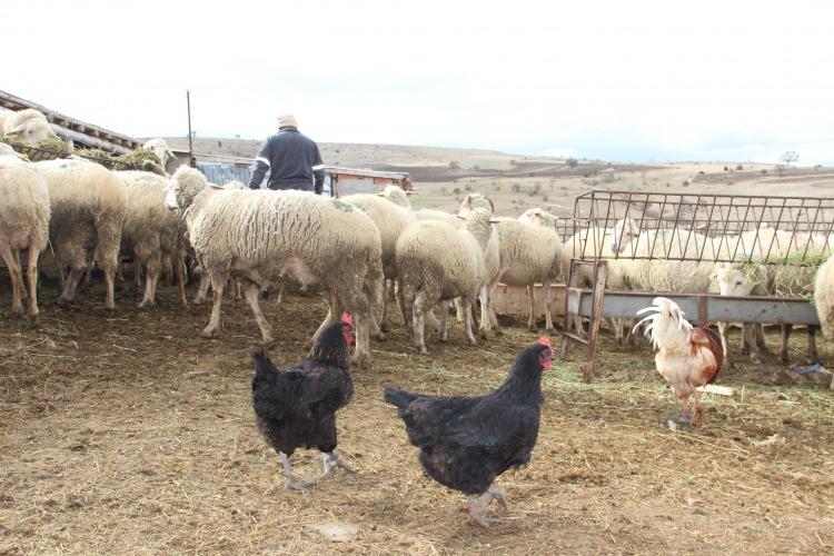 <p>&ldquo;Buraya Korona vir&uuml;s uğramaz&rdquo;<br />
Kendisini Afyon&rsquo;un &lsquo;Mandıra Filozofu&rsquo; gibi hissettiğini belirten Taşpınar, vir&uuml;sten uzakta yaşadığını kaydederek, &ldquo;Vir&uuml;sten uzakta ailemle birlikte, koyunumuz var, kuzumuz var, ineklerimiz var. İhtiya&ccedil; olduk&ccedil;a k&ouml;ye gidip geliyoruz ve diğer zamanlarda s&uuml;rekli buradayız.</p>
