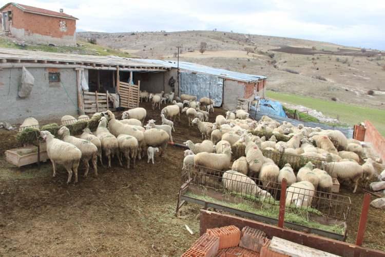<p>Burada hayvanlarla uğraşıyorum. Hayvanların yemiyle suyuyla uğraşıyoruz. İnek sağımı yapıyoruz. Hayvanlarımızın temizliği ile bakımlarıyla uğraşıyorum. İneklerimizi de yeni aldık ORK&Ouml;Y&rsquo;den. 8-10 kovan arım var.</p>
